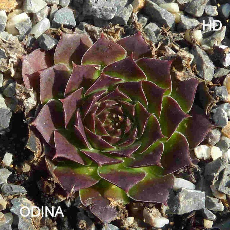 Odina / Jovi