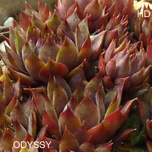 Odyssy
