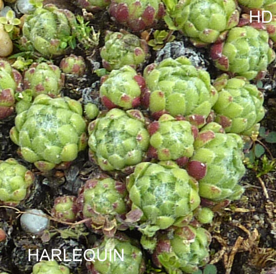 Harlequin