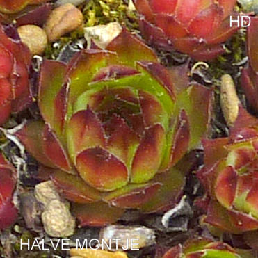 Halve Maontje