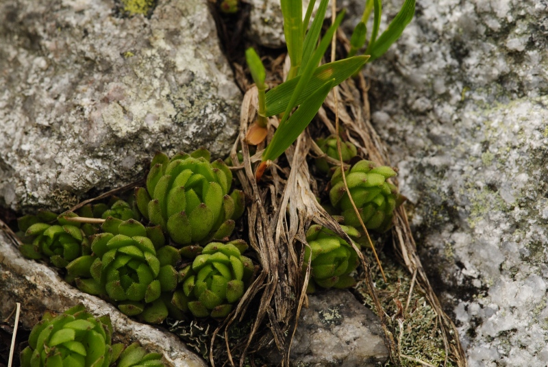 montanum ssp. carpathicum from Ľadový hrebeň