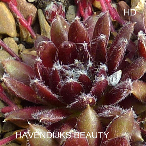 Havendijks Beauty