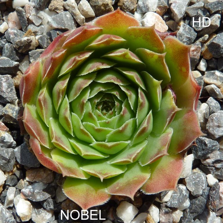 Nobel / Jovi