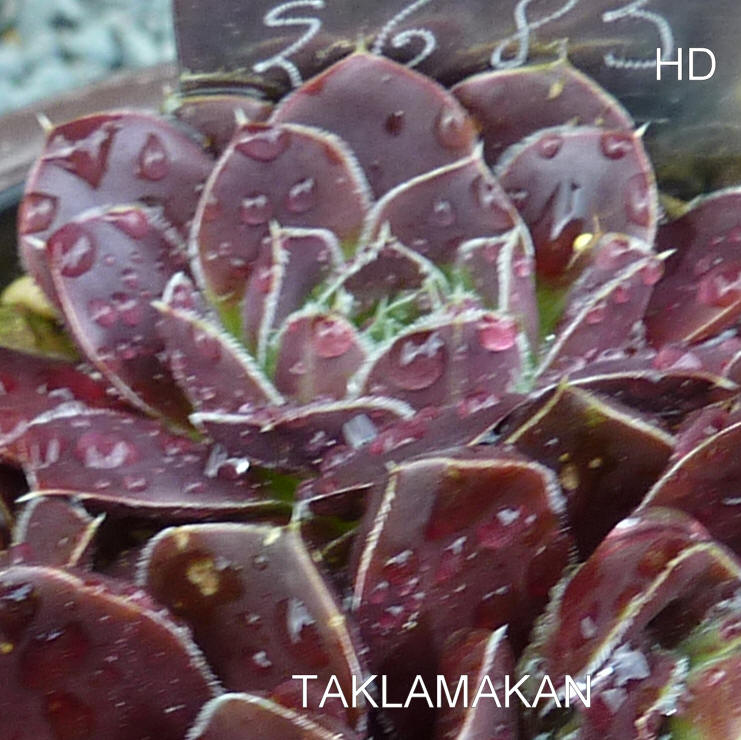 Taklamakan / Jovi