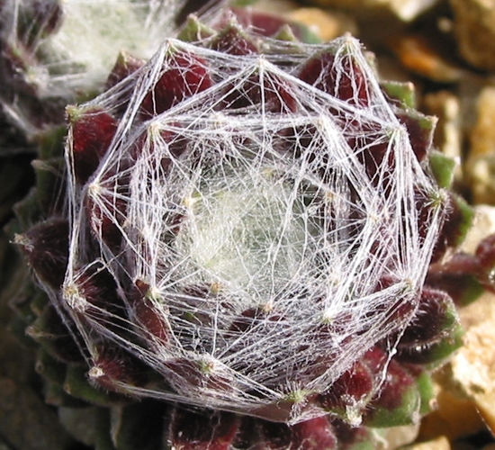 Silberring