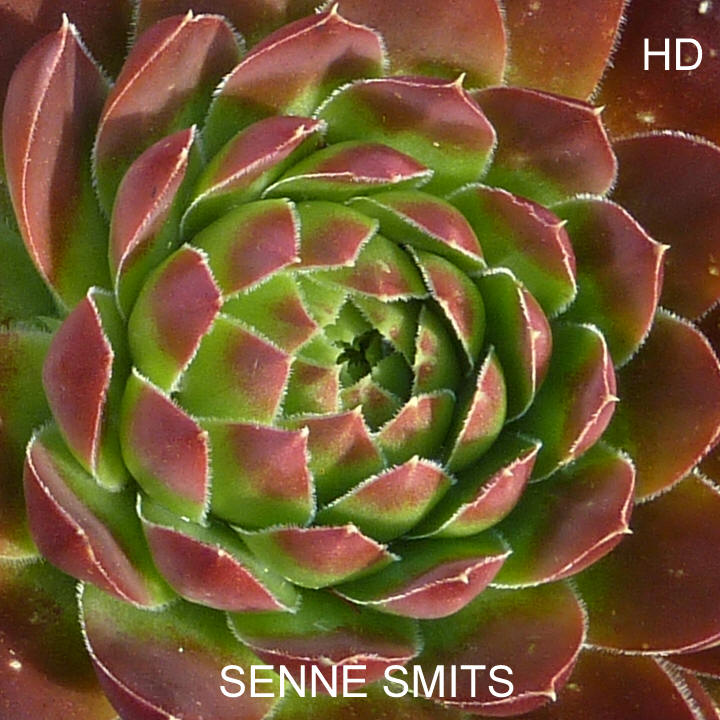 Senne Smits / Jovi