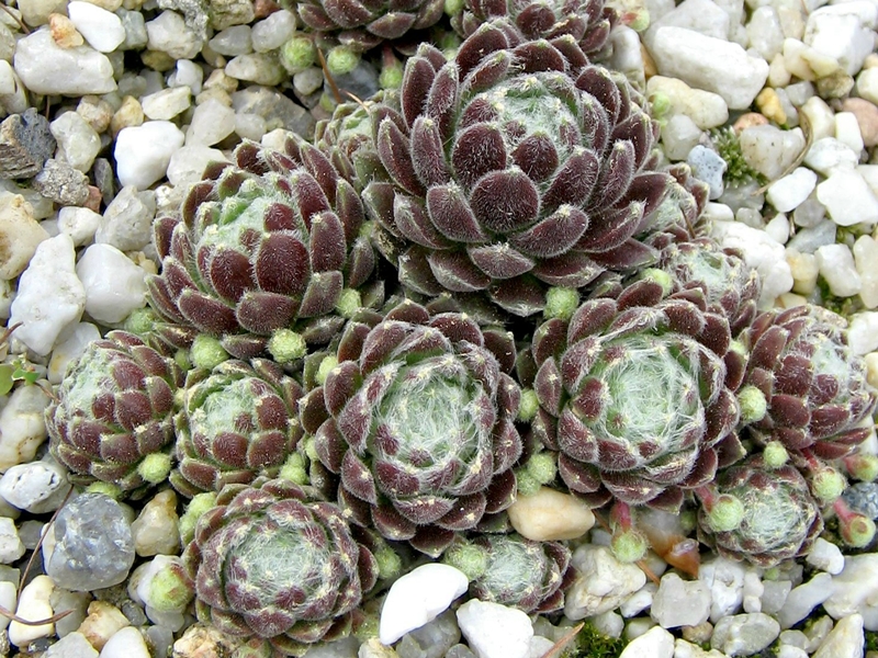 Silberknopf