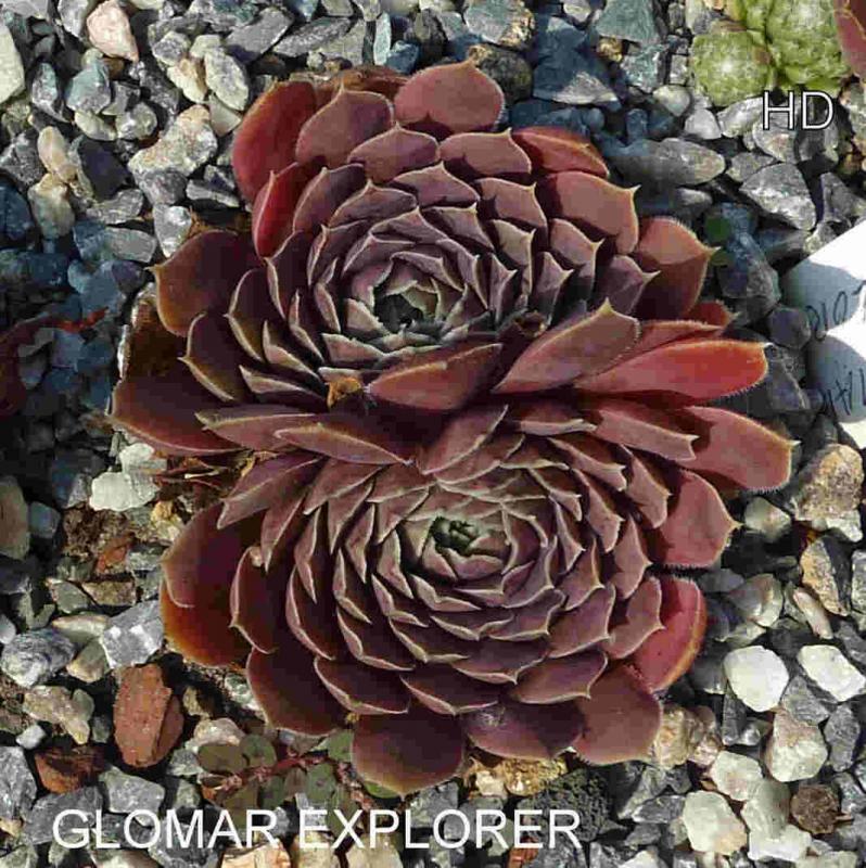 Glomar Explorer / Jovi