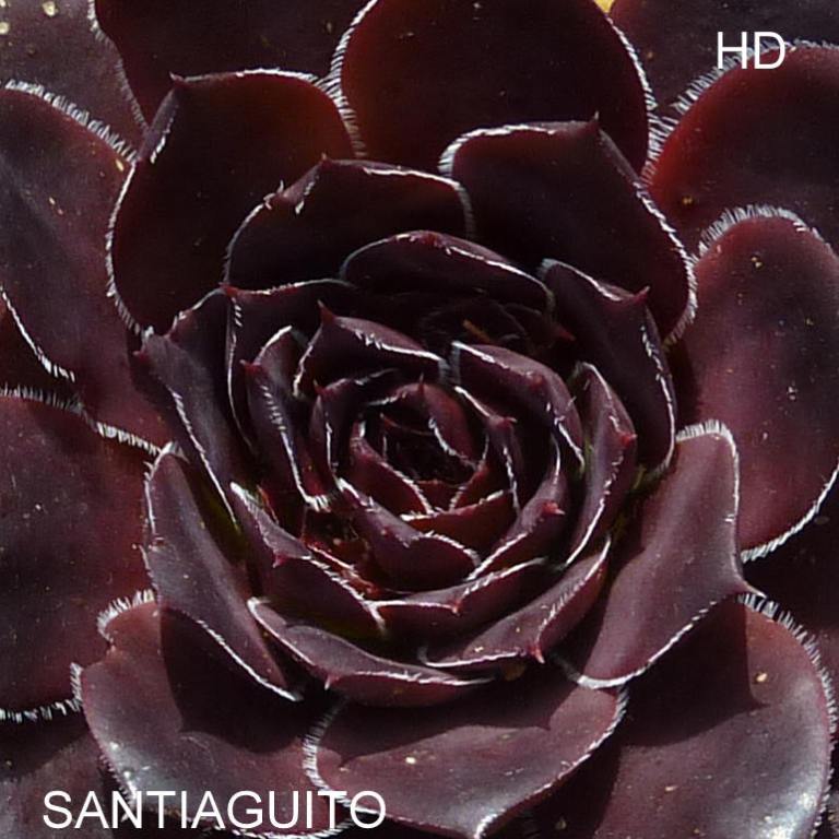 Santiaquito / Jovi