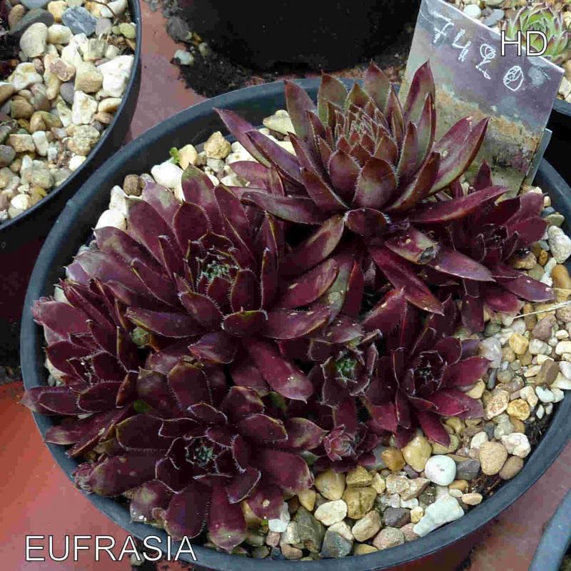 Eufrasia