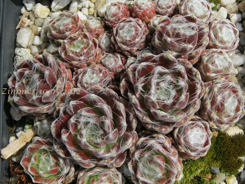 Euphemia