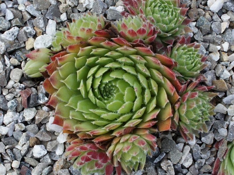 Eusebia