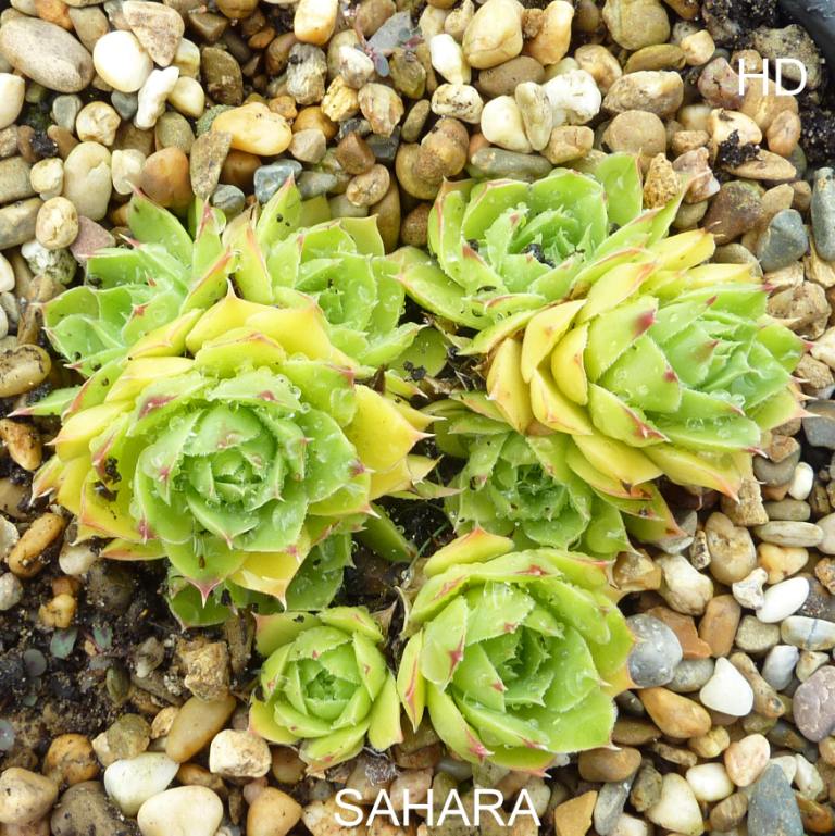 Sahara / Jovi