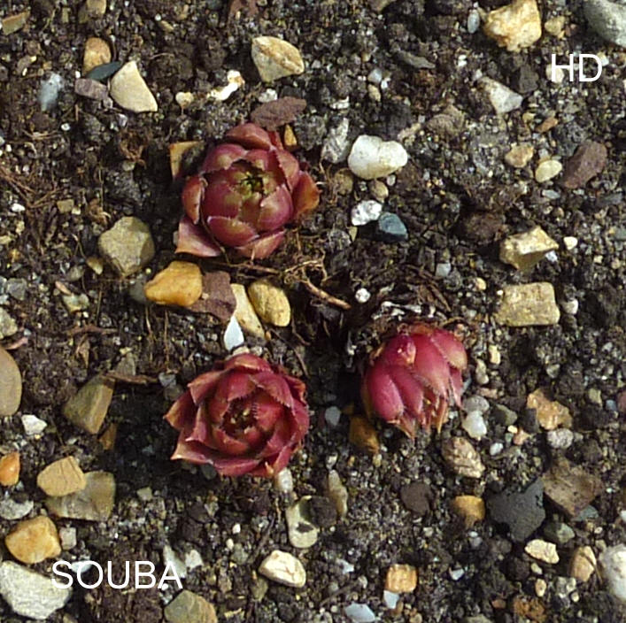 Souba