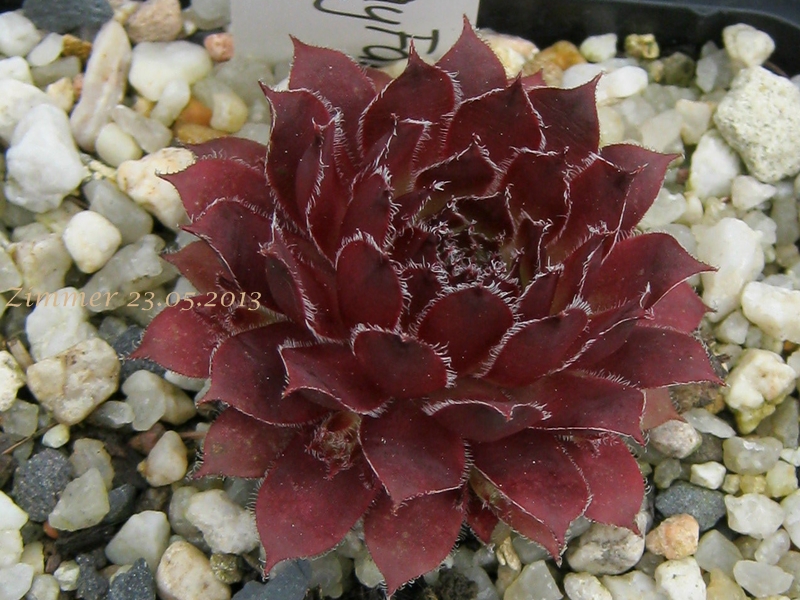 Pacific Mayfair Imp