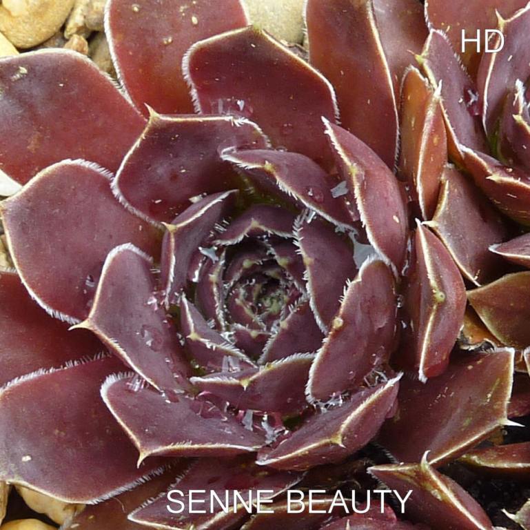 Senne Beauty / Jovi