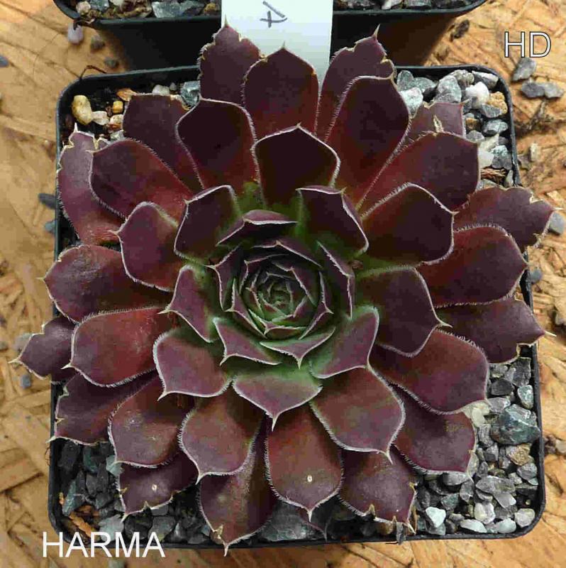 Harma / Jovi