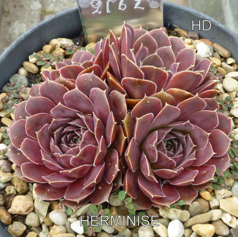 Herminise / Jovi