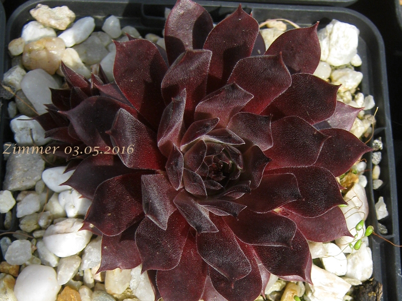 Pacific Evening Star