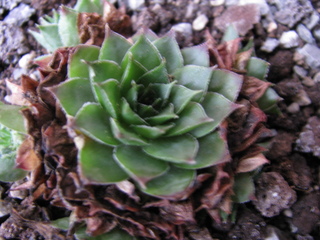Sigi