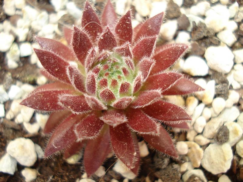 Sea Coral