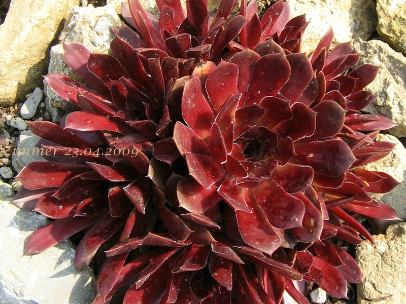 Pacific Red Rose