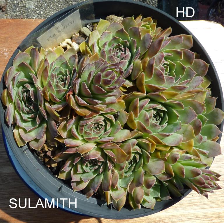 Sulamith / Jovi