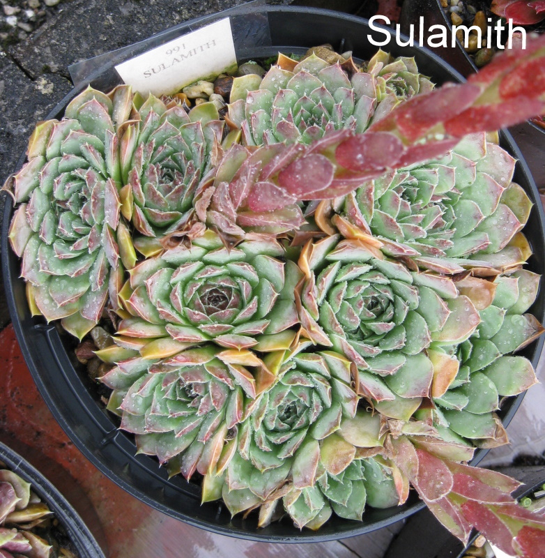 Sulamith / Jovi