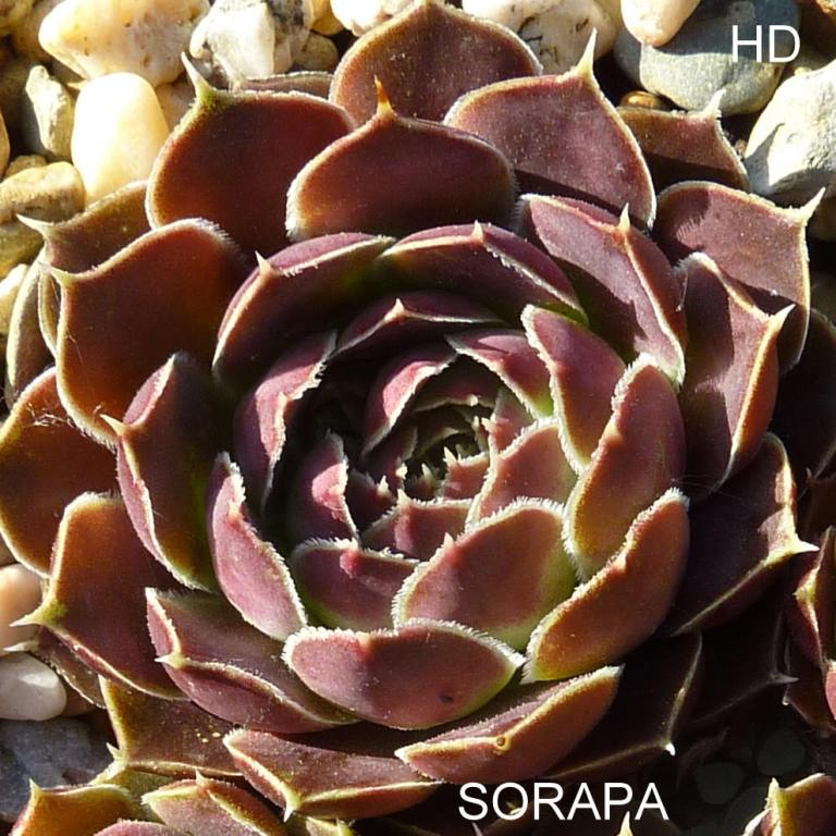 Sorapa / Jovi