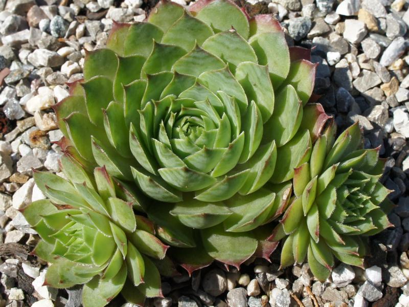 Tacora