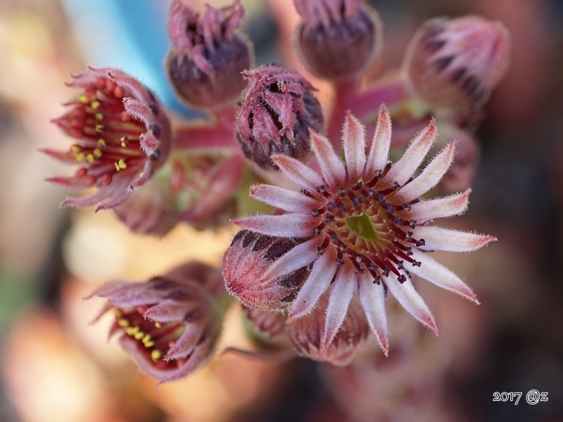 Sunray Sensation