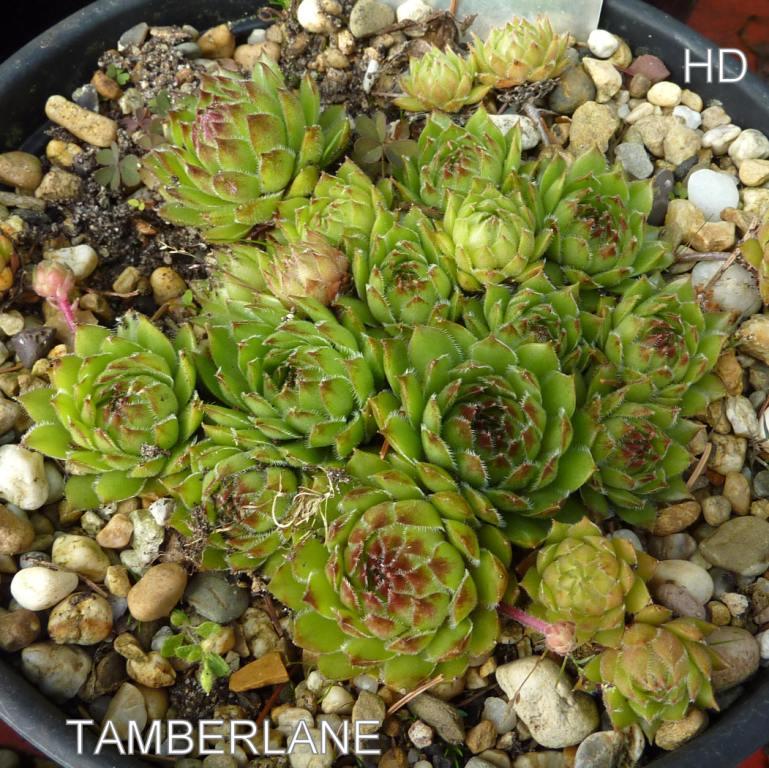 Tamberlane