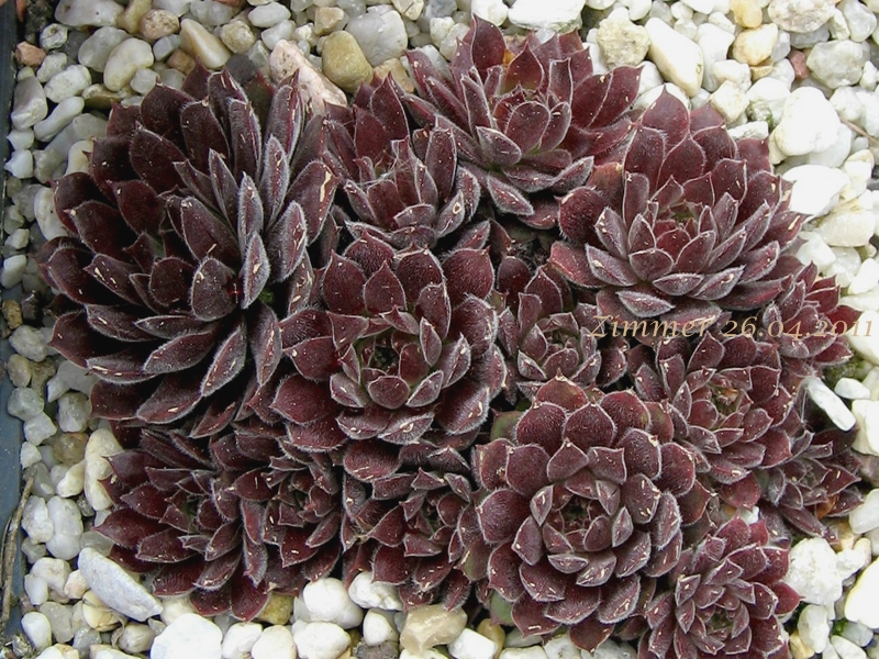 Pacific Red Tide