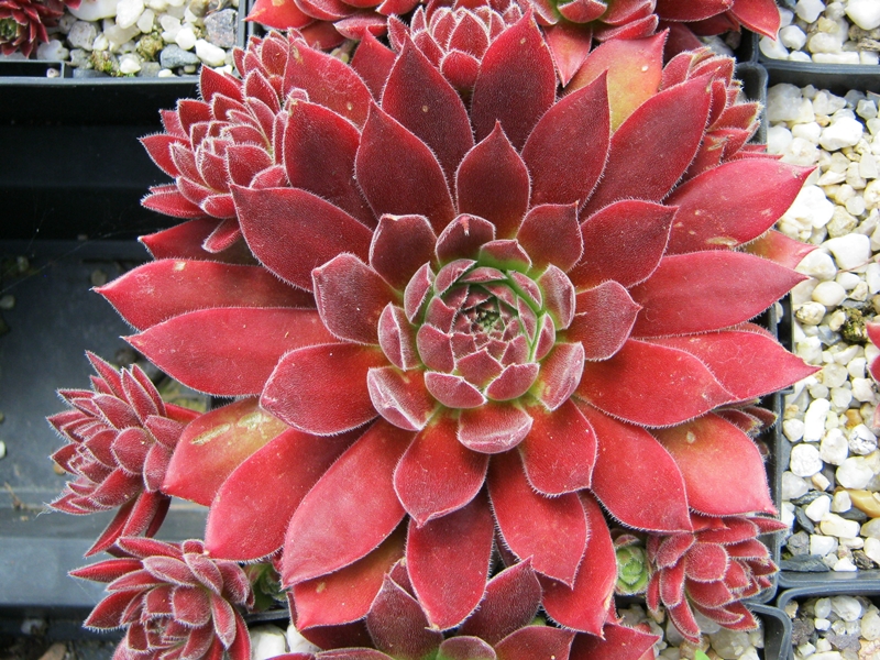 Pacific Sexy