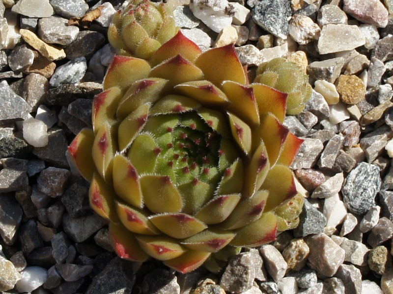 Gratiana