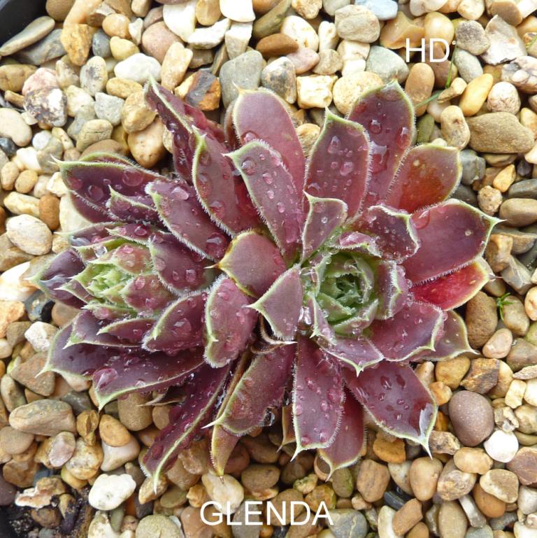 Glenda / Jovi