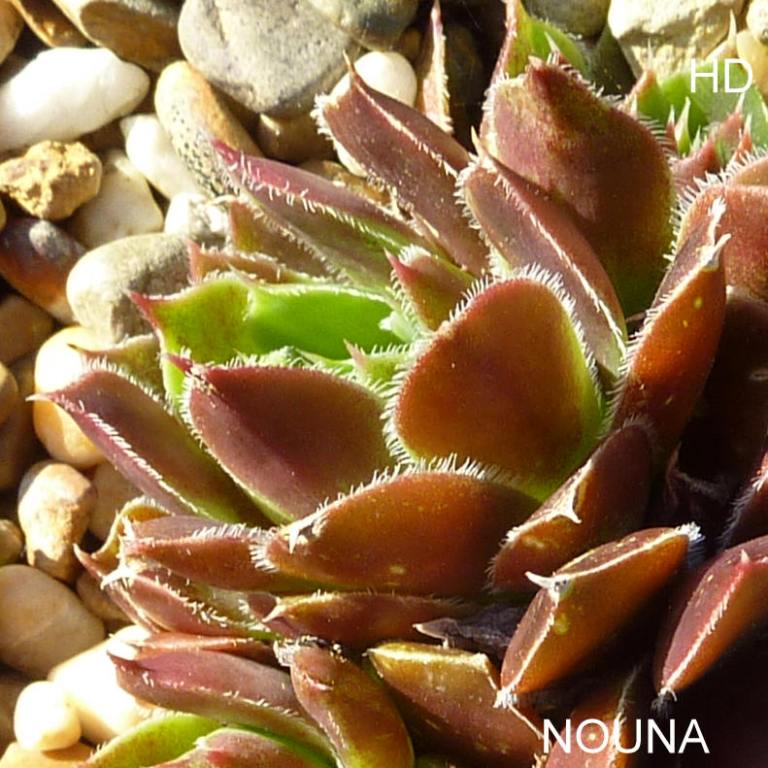 Nouna / Jovi