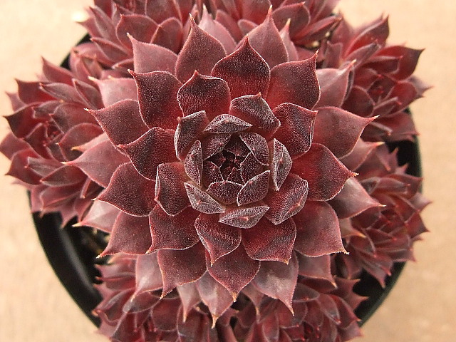 Pacific Sonata
