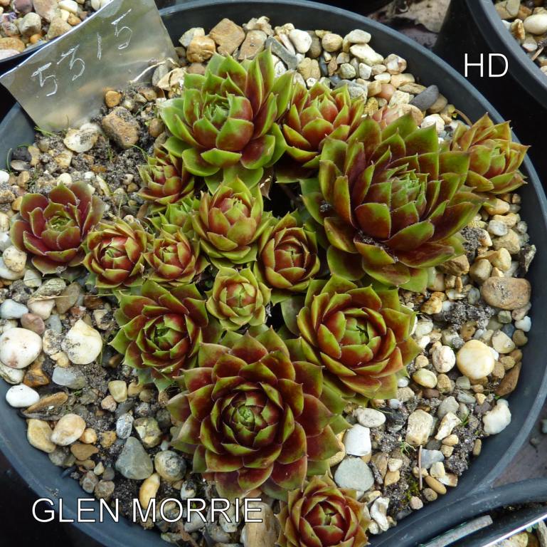 Glen Morrie