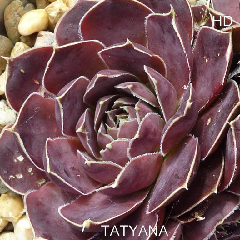 Tatyana / Jovi