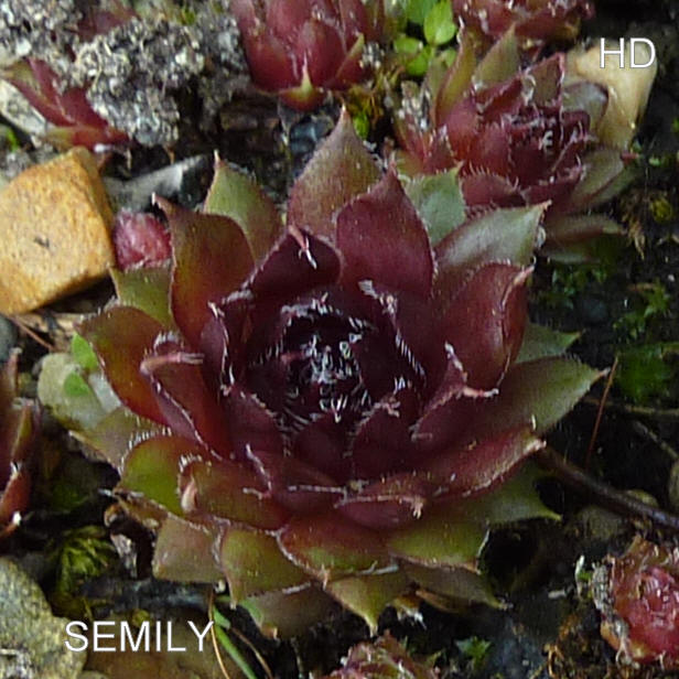 Semily