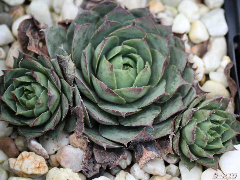 Slabber's Seedling