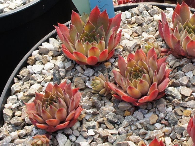 Slabber's Seedling