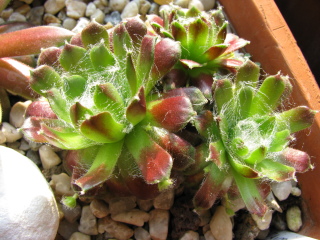 Schwarze Witwe