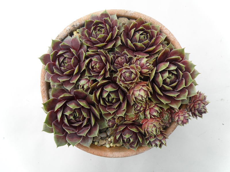 Pallida
