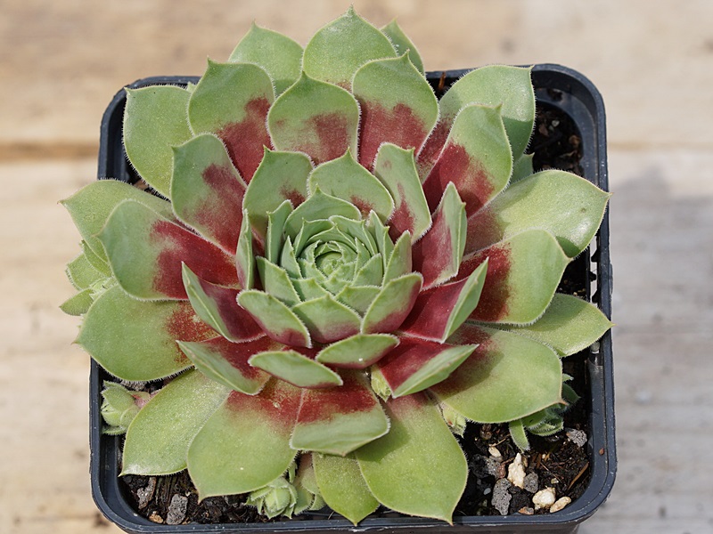 Pallida