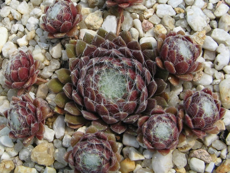 Red Pluche