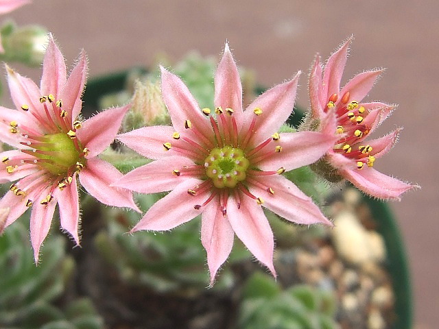 Red Pluche