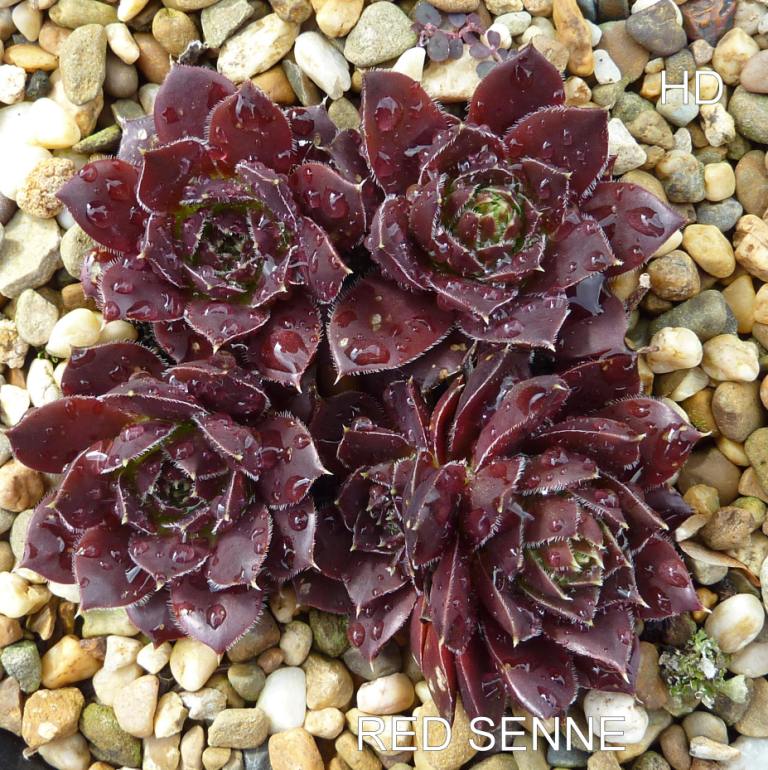 Red Senne / Jovi