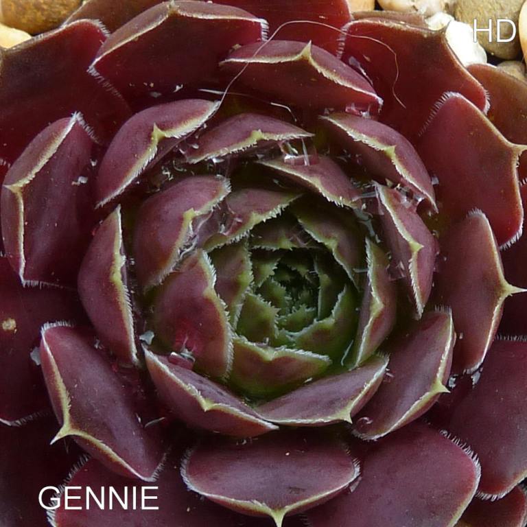 Gennie / Jovi